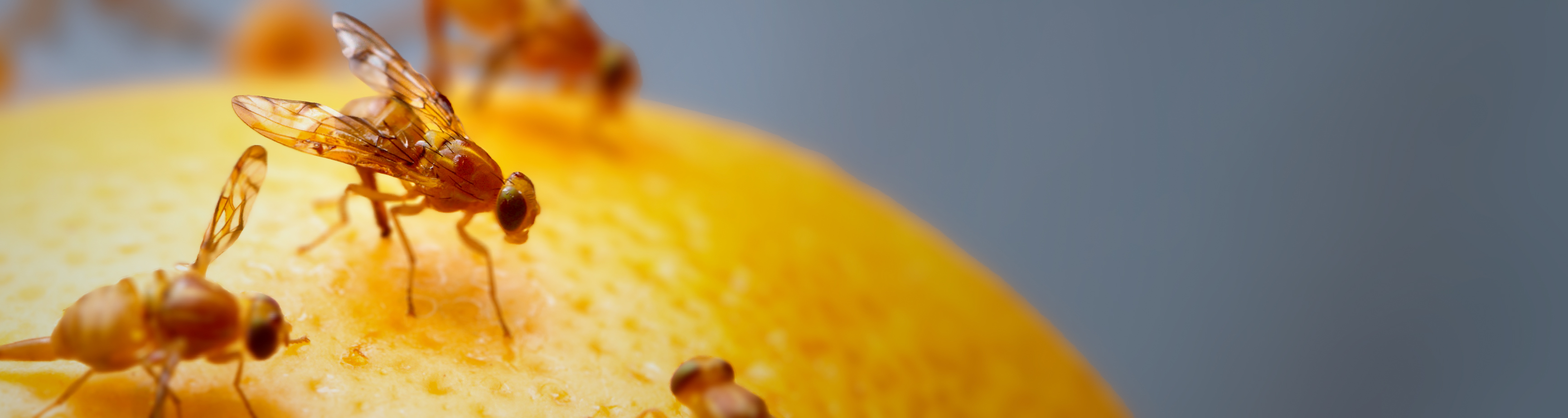 fruit fly repellents & traps
