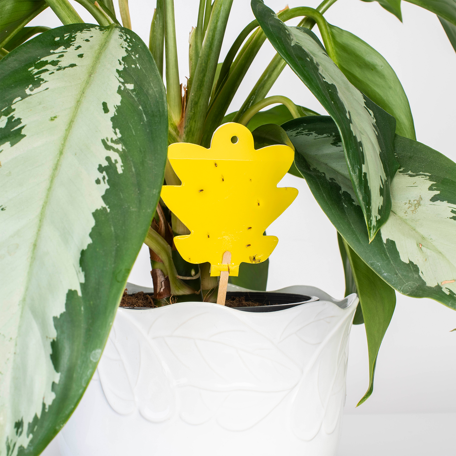 Yellow Stickers | Set of 5 sticky traps | against fungus gnats, blackflies etc.