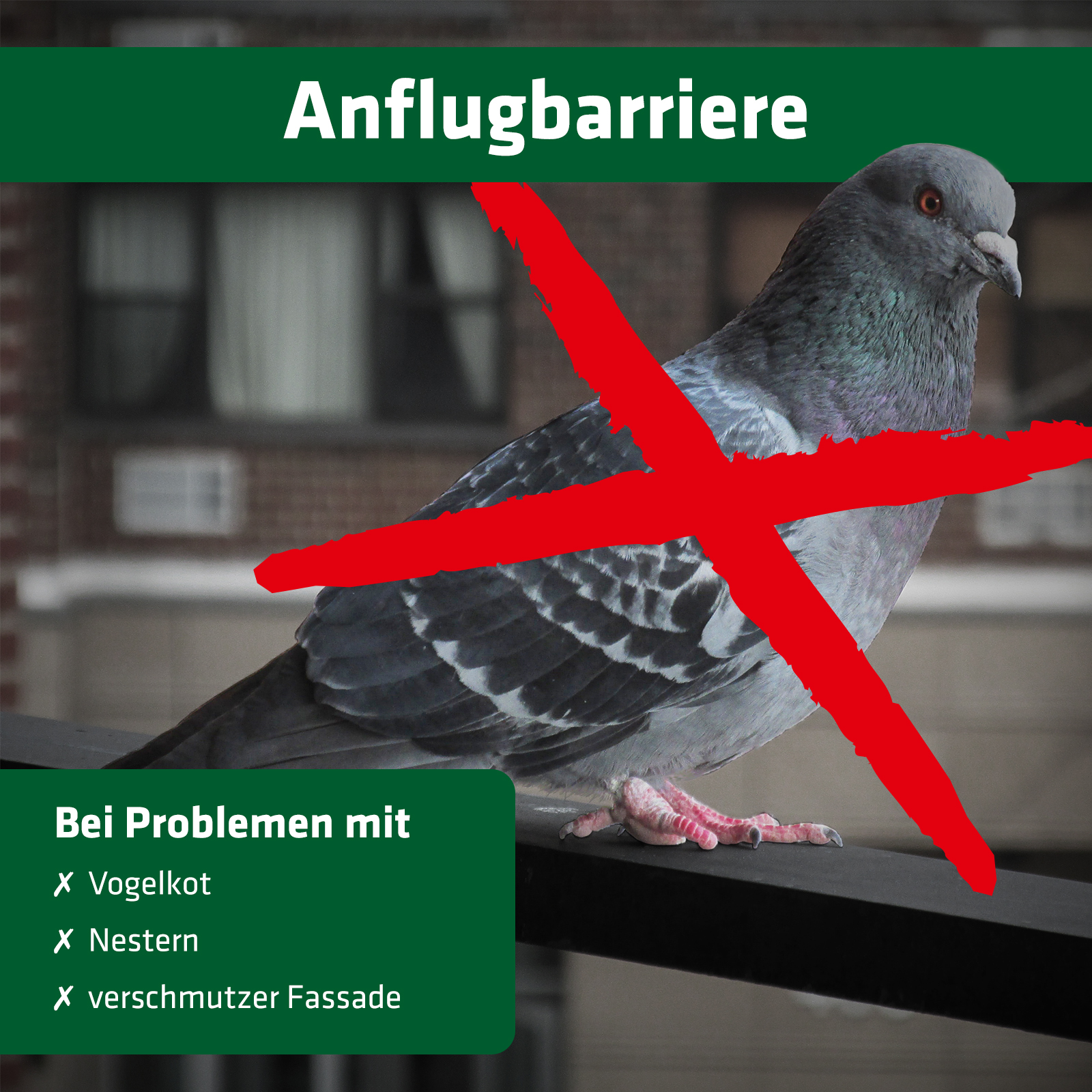 60079-Vogel-Anflug-Barriere-4m-Vogelkot-Fassade Bird Repellent Spikes | 4m | against pigeons & other birds