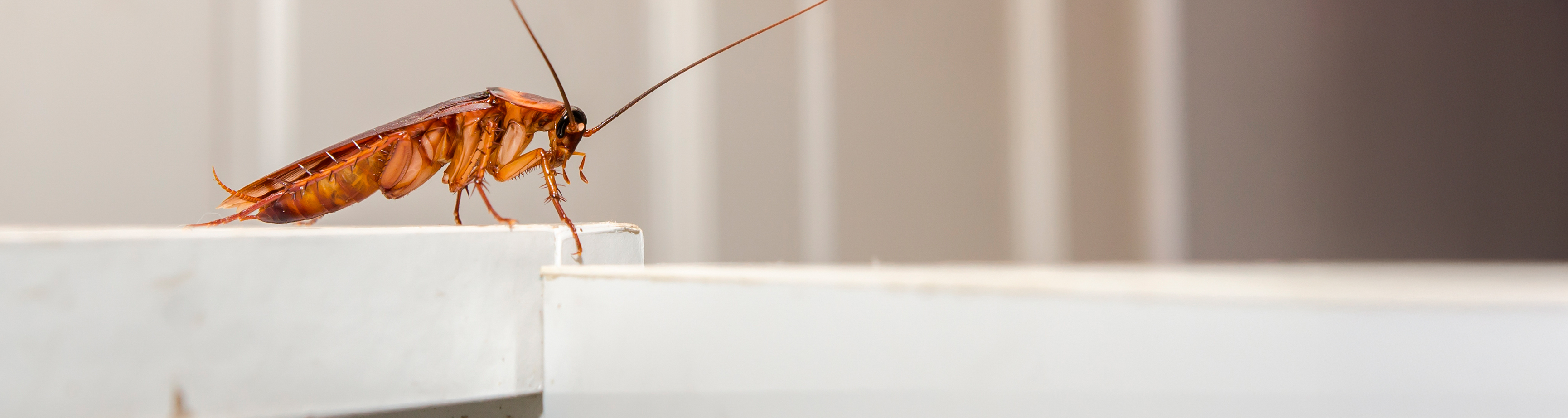 cockroach