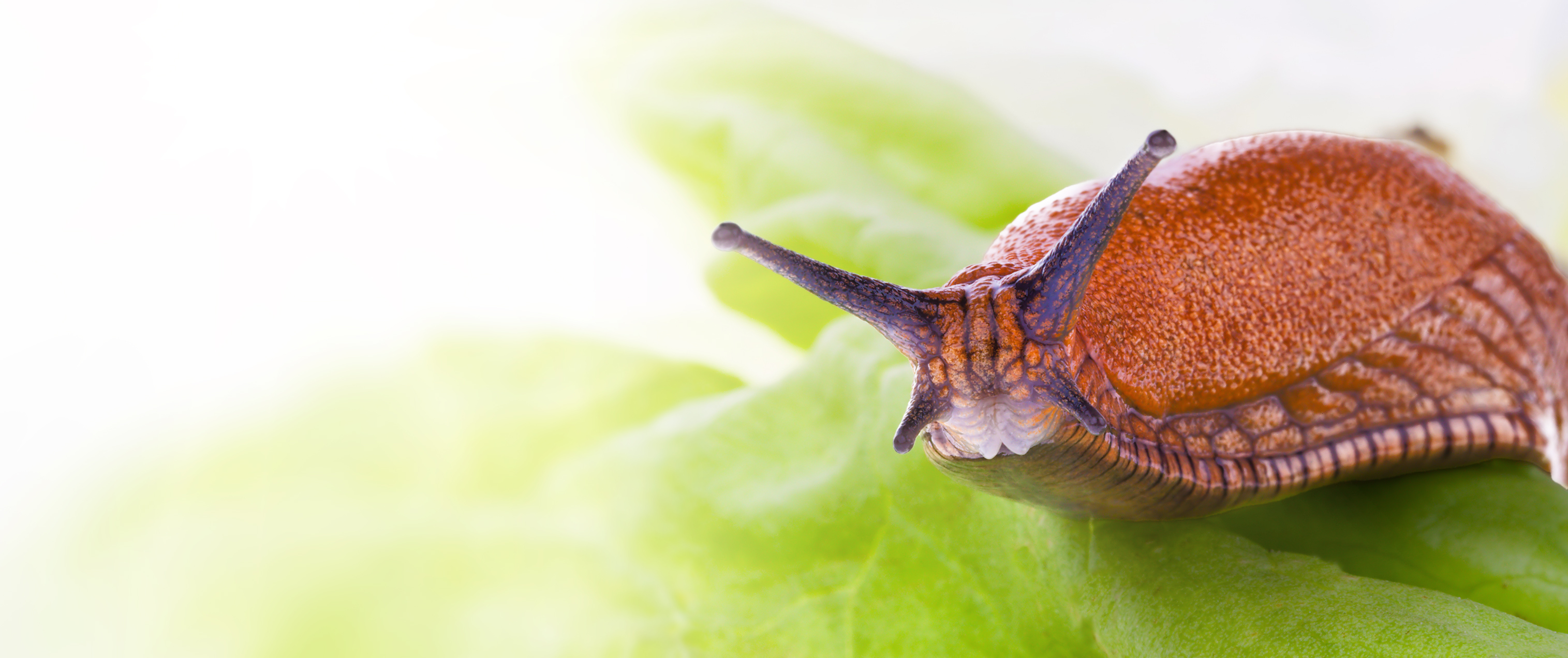 slug repellents