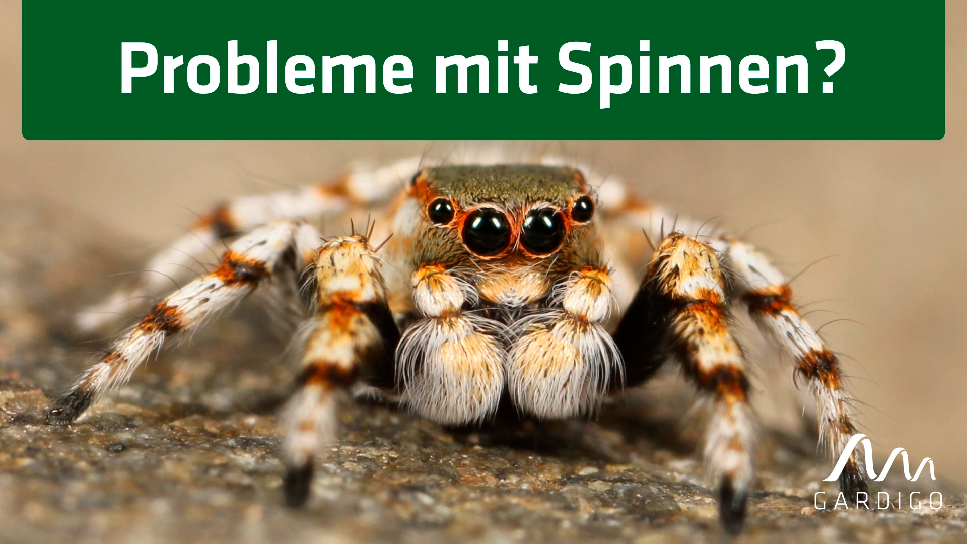 66976_Thumbnail