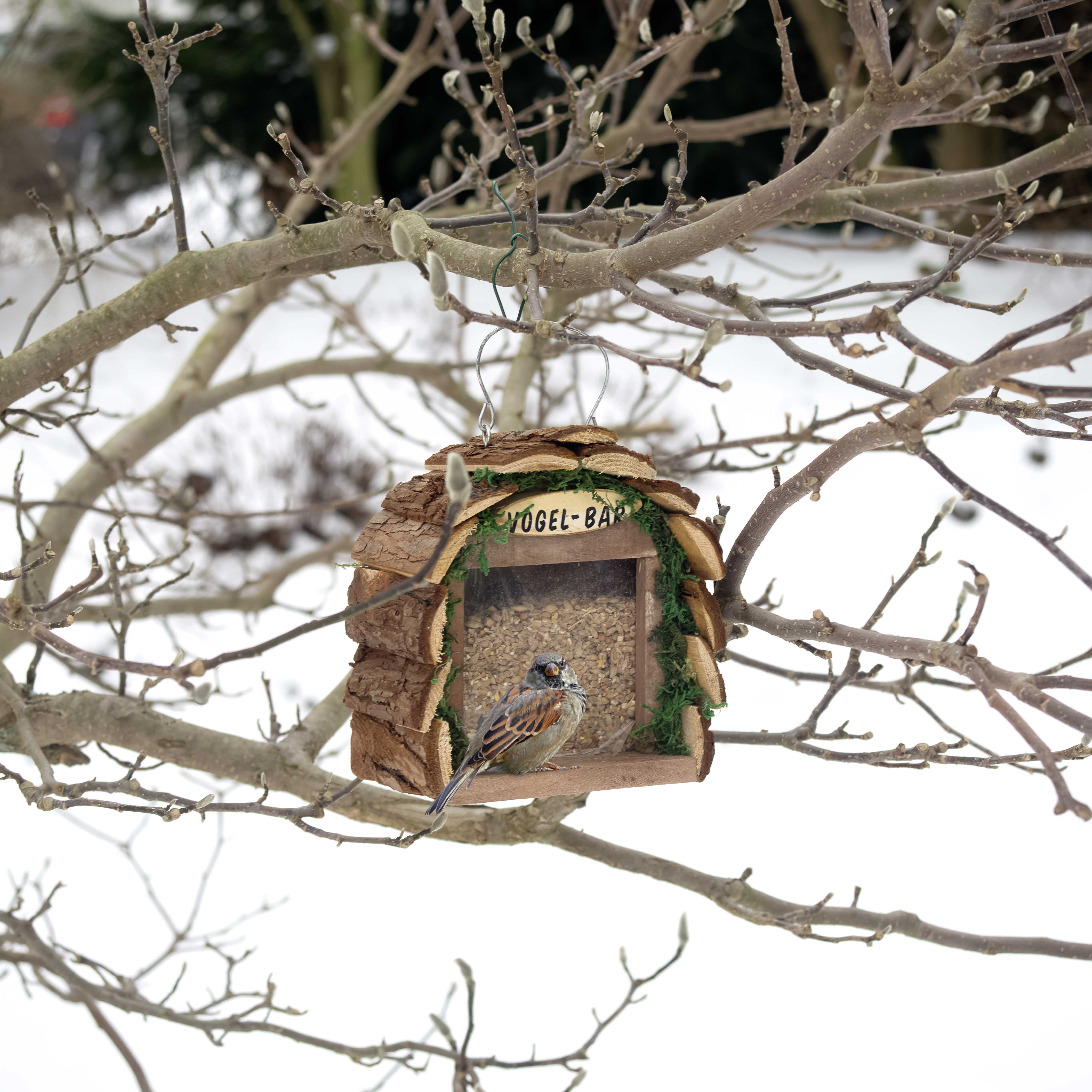 Bird Bar | feeder