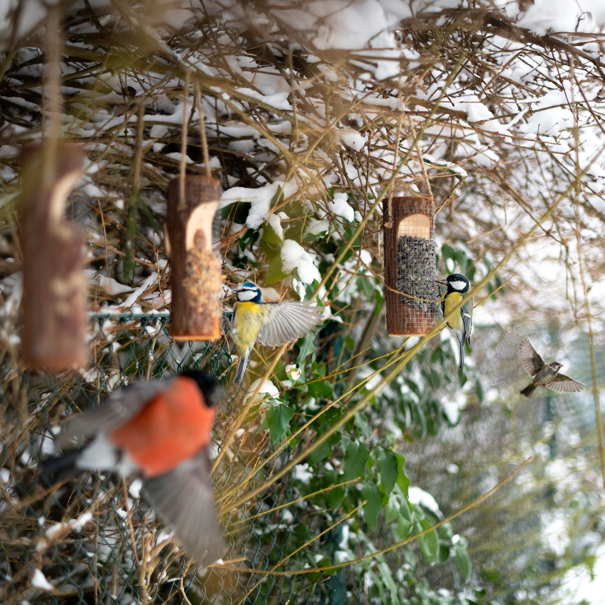 Vögel an der Vogelfuttersäule