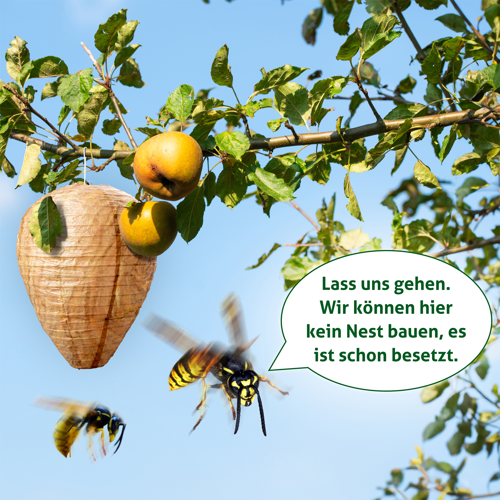 wespen-vertreiben-attrappe-666612 Wasp Nest Dummy | fake nest against real wasps