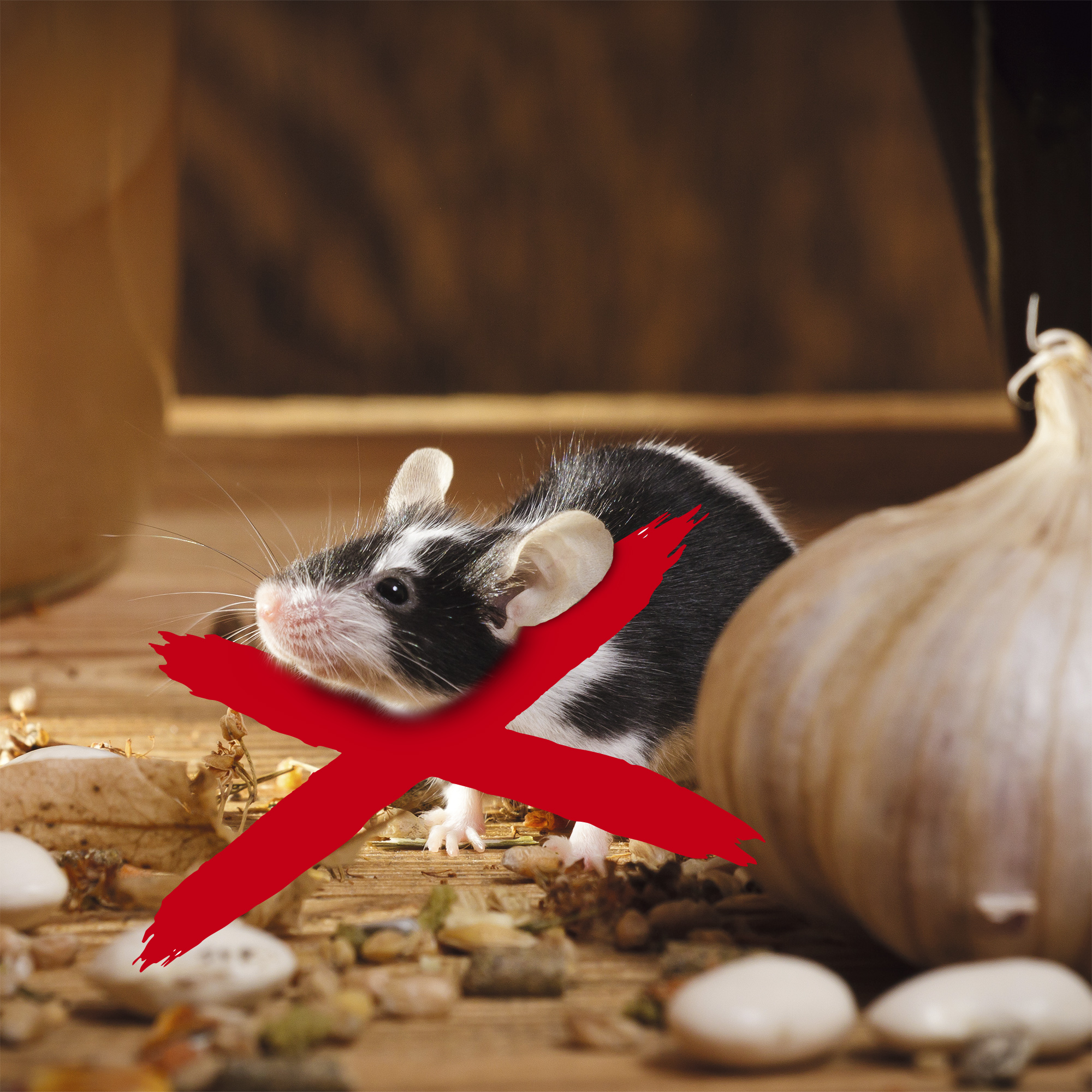 62317-Gardigo-Maeuse-Ameisen-Abwehr-Dual-Maeusestopp-RattenstoppFcimZaq7IP8IG GARDIGO Dual Mouse & Ant Repeller