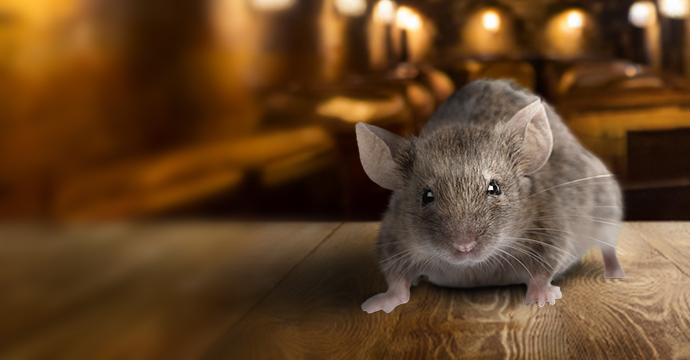 Mouse repellents