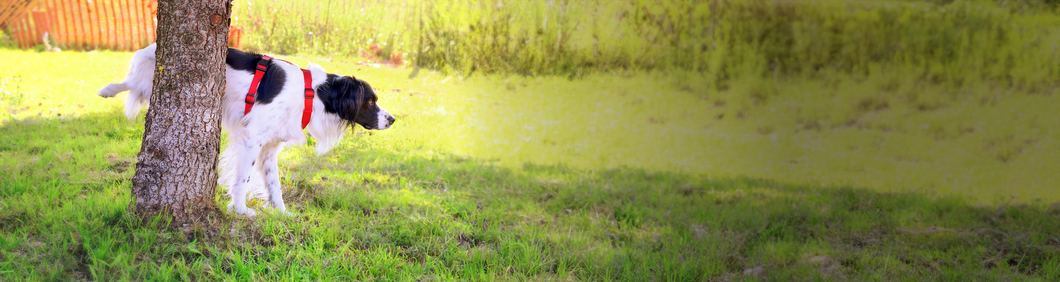 dog repellents