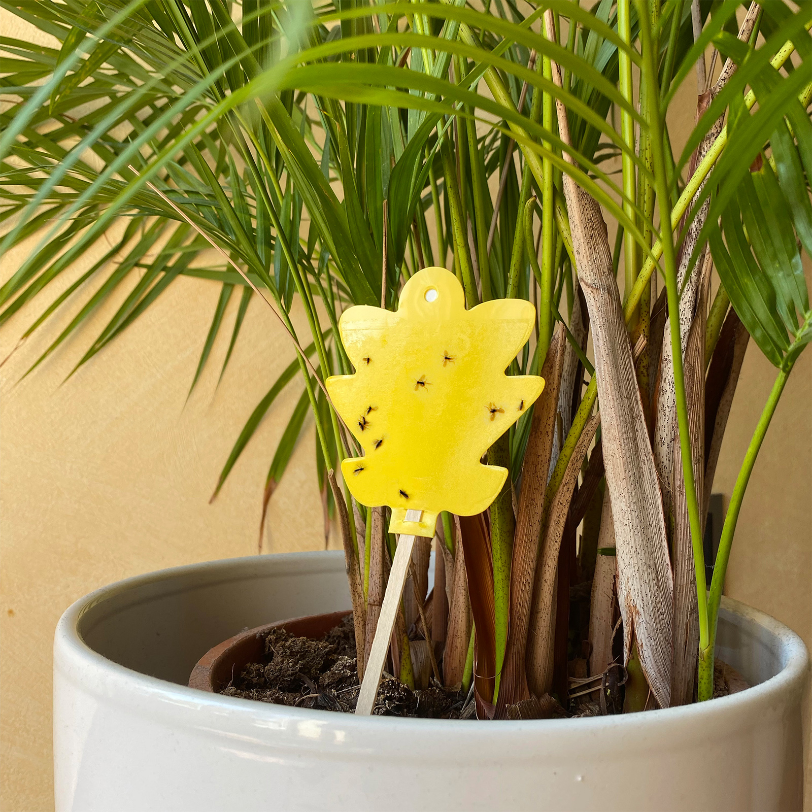Yellow Stickers | Set of 5 sticky traps | against fungus gnats, blackflies etc.