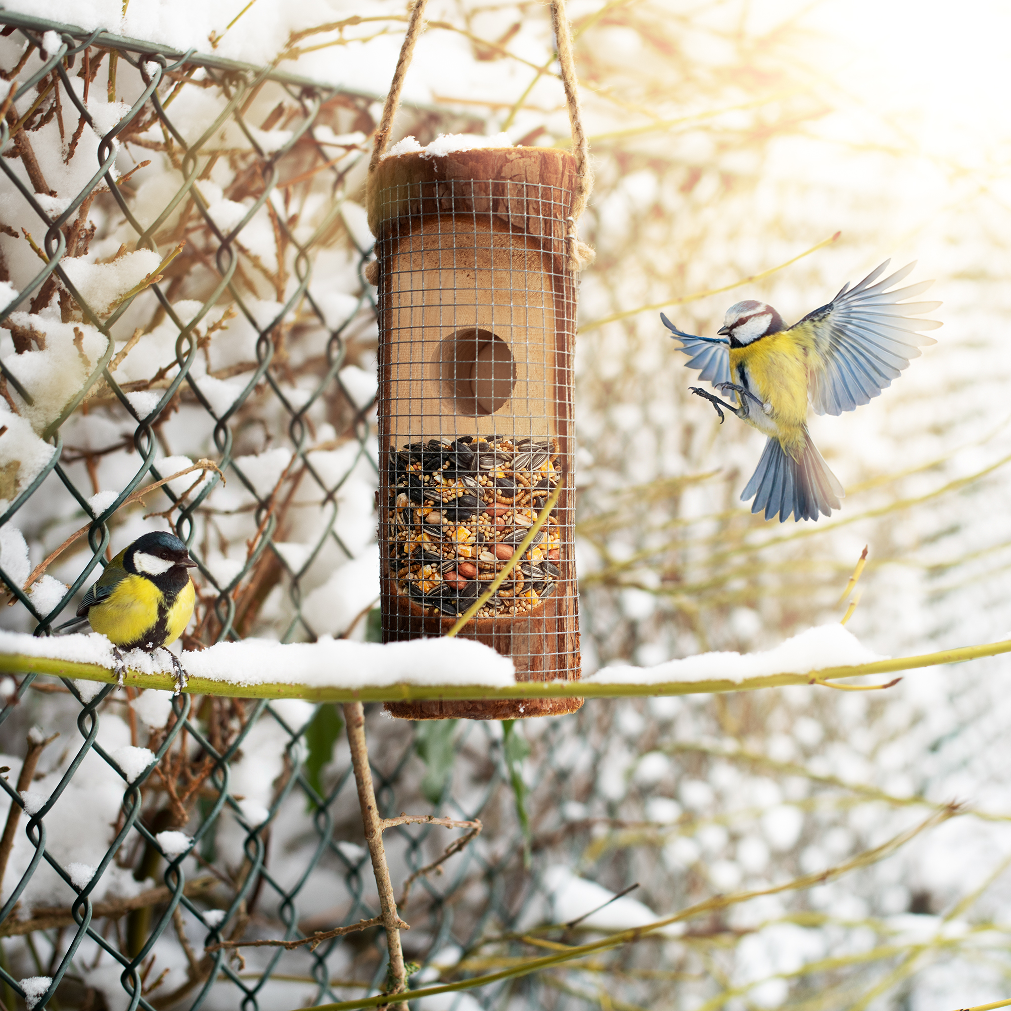 Vögel an der Futterstation