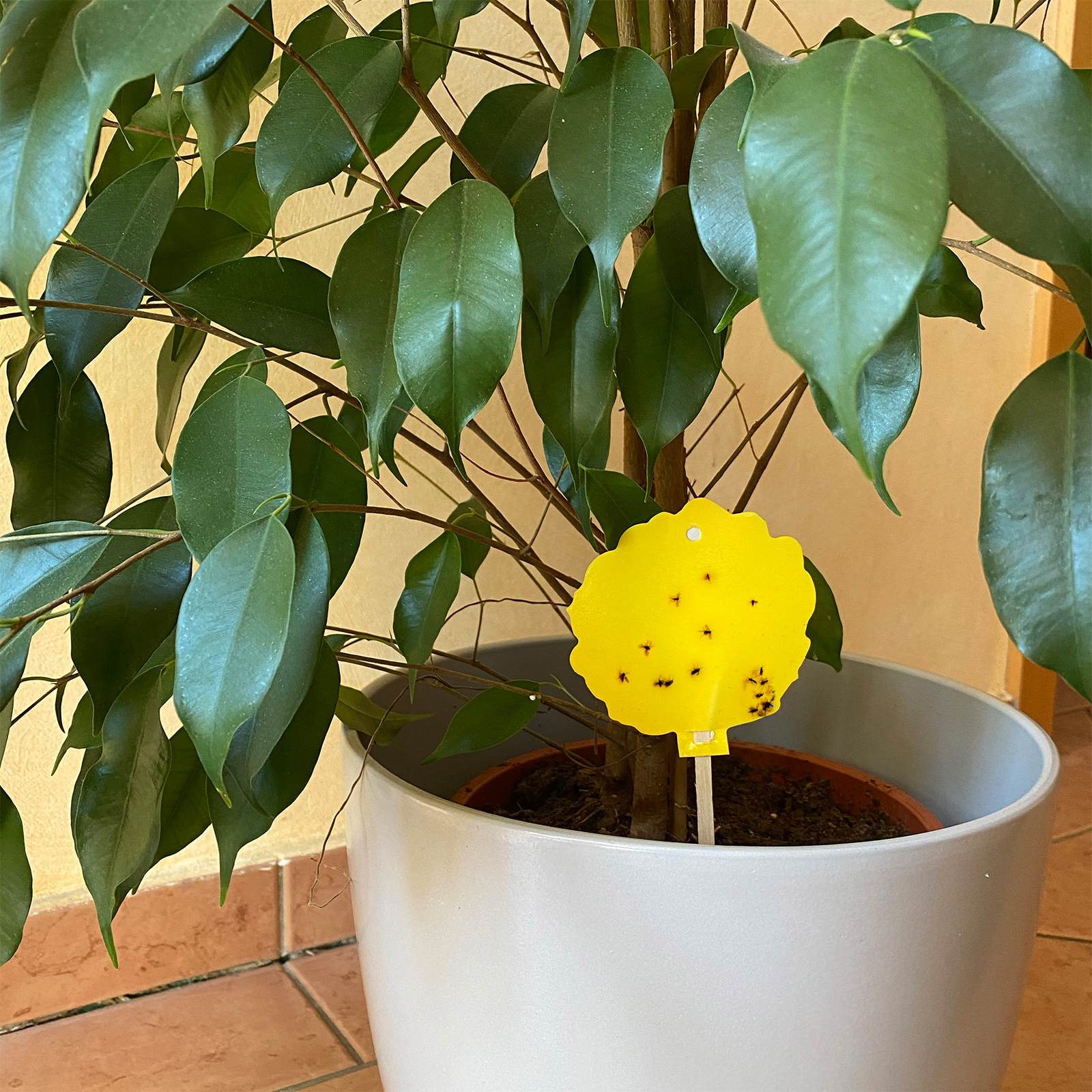 Yellow Stickers | Set of 5 sticky traps | against fungus gnats, blackflies etc.