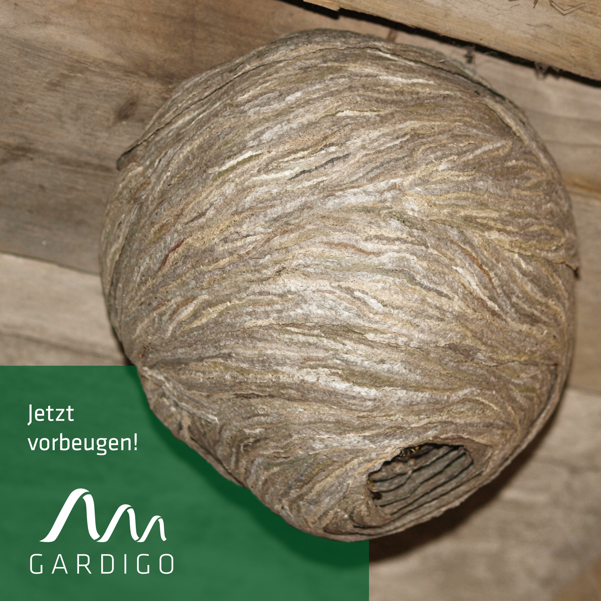 wespennest-vorbeugen-666612 Wasp Nest Dummy | fake nest against real wasps