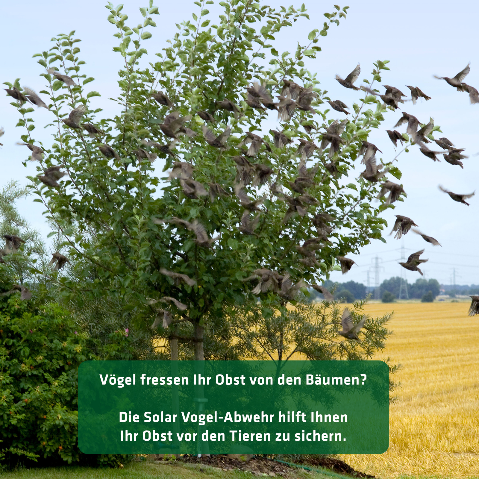gegen-voegel-obstbaum-60090 Ultrasonic solar bird deterrent