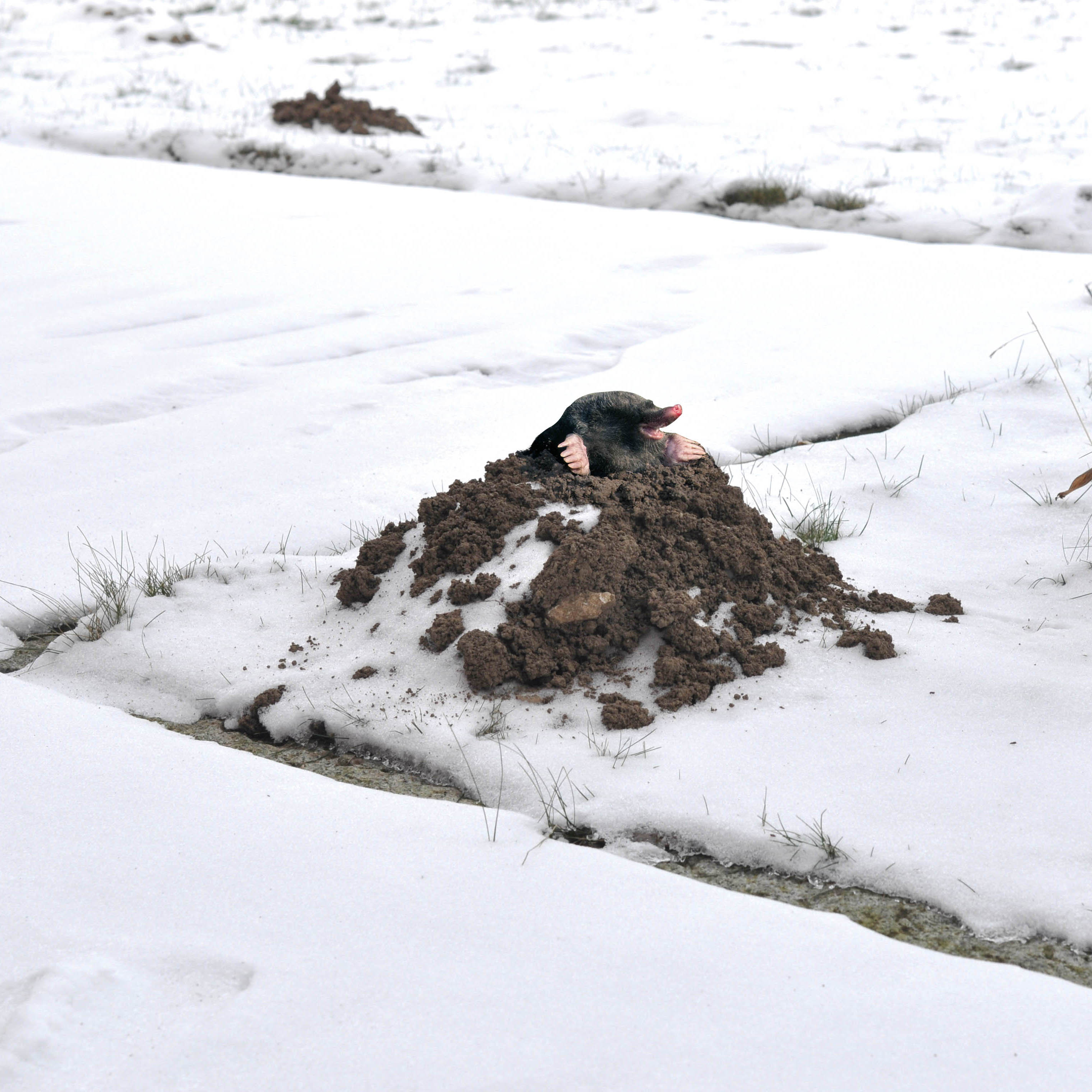 70021-Maulwurf-Abwehr-Basic-Maulwurfshuegel-Winter GARDIGO battery powered mole repellant basic