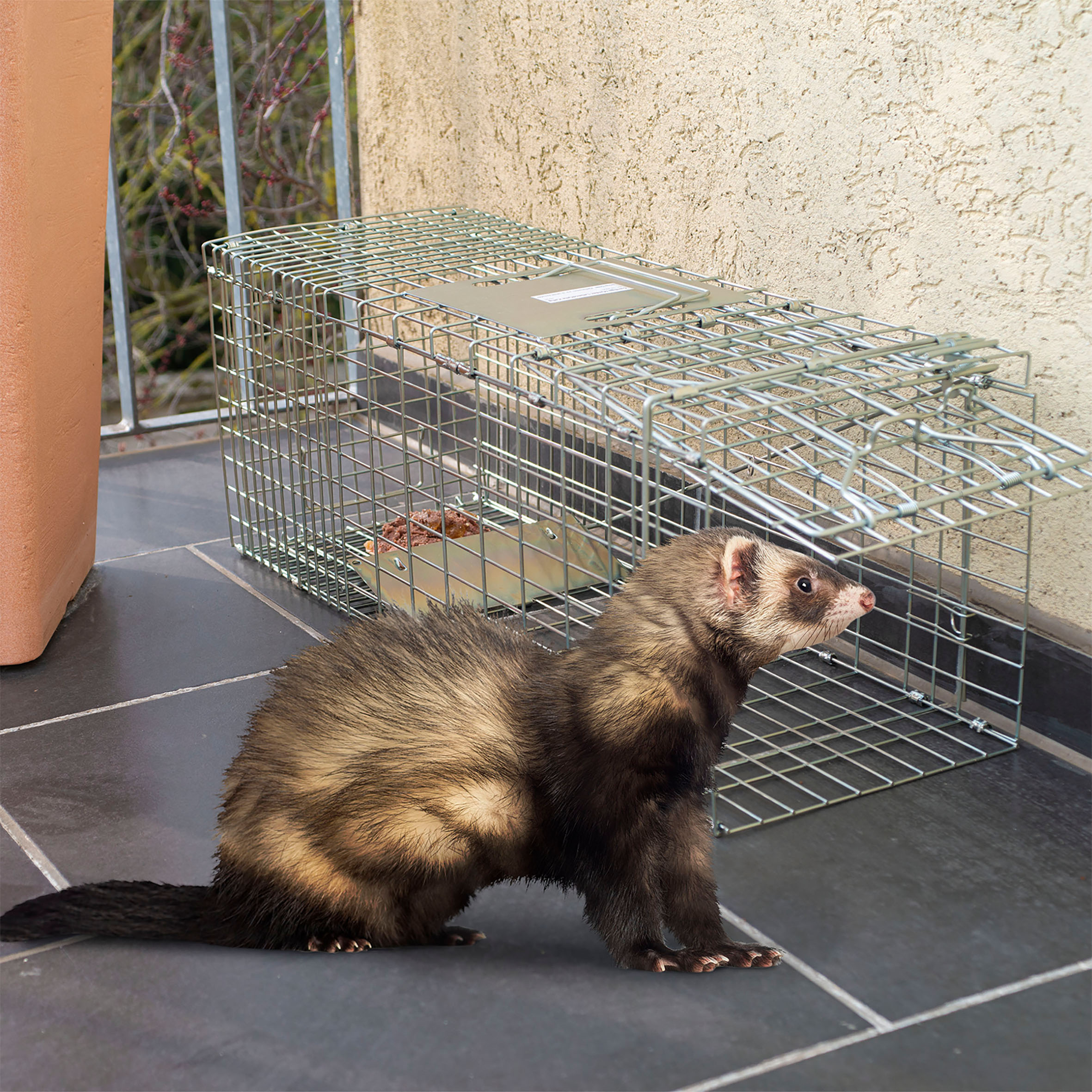 Marten Live Trap, also suitable for catching raccons, cats & nutria