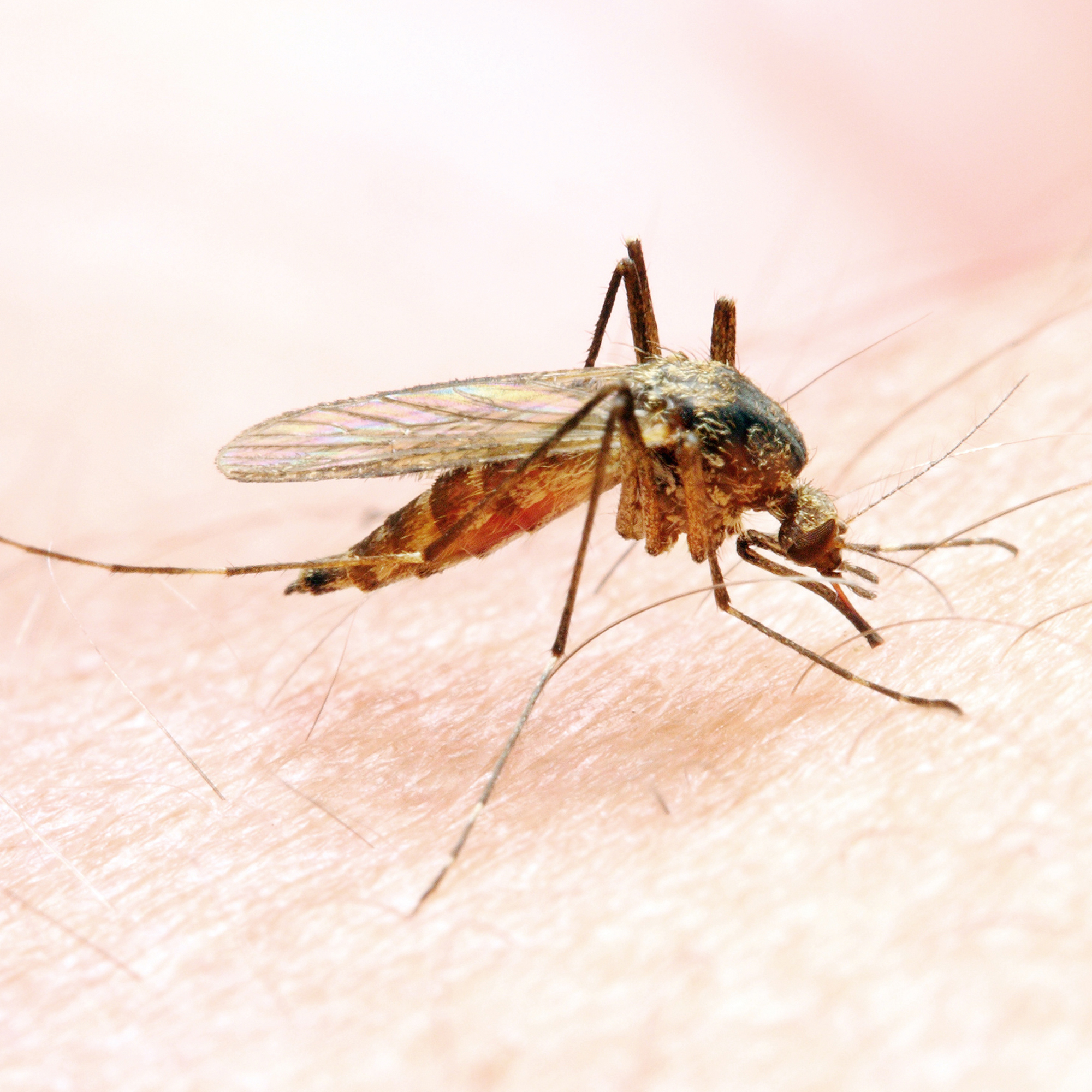 Малярия животное. Малярийный комар. Малярийный Москит. Анофелес малярийный. Комар анофелес.