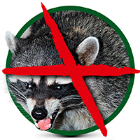 raccoon repellents